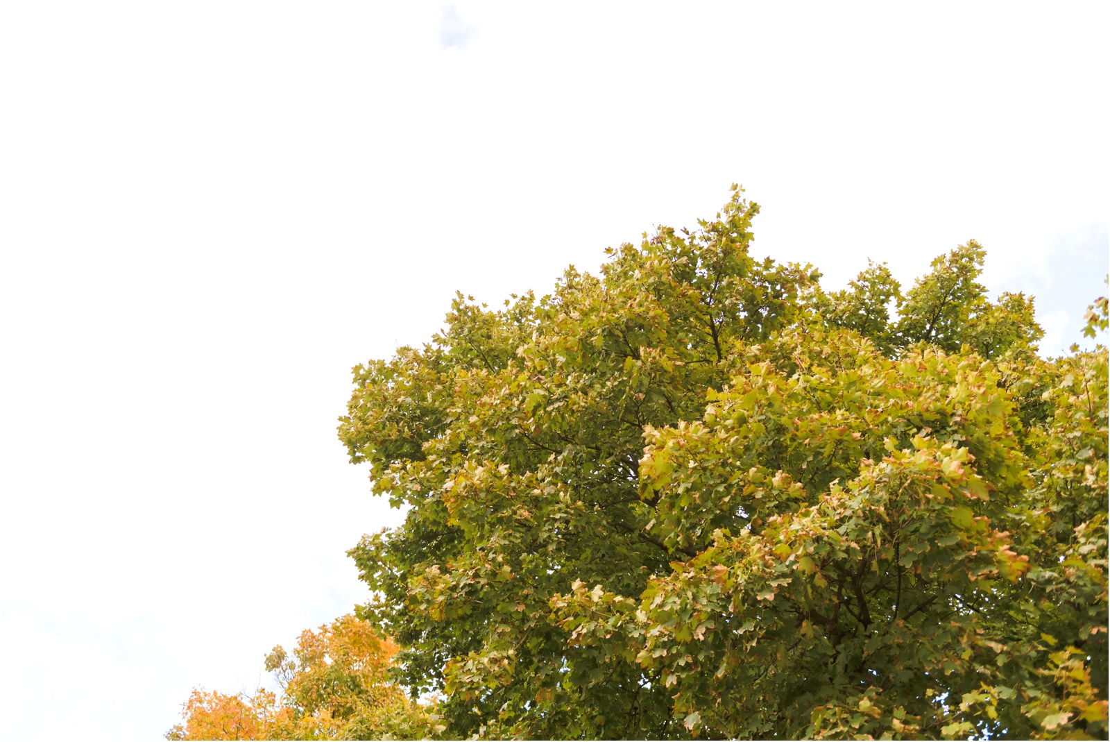 Erin Schmidt Photography | Plymouth Meeting House wedding | Metro Detroit wedding photographer | Michigan wedding photos